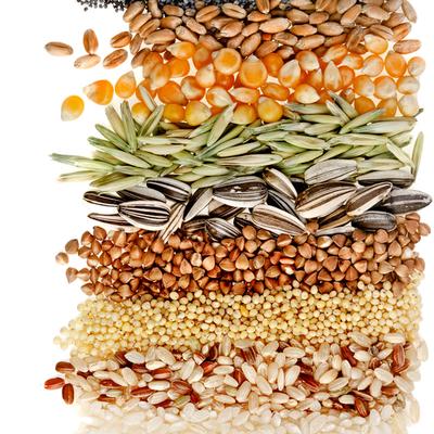 grains | seeds | legumes |